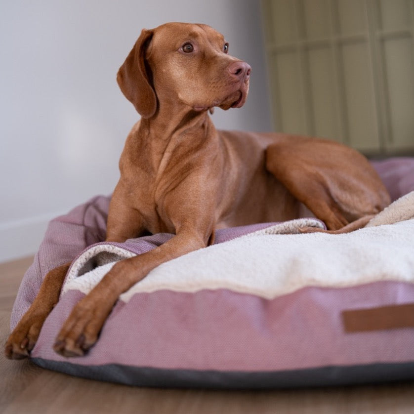 ronde hondenmand vizsla cave