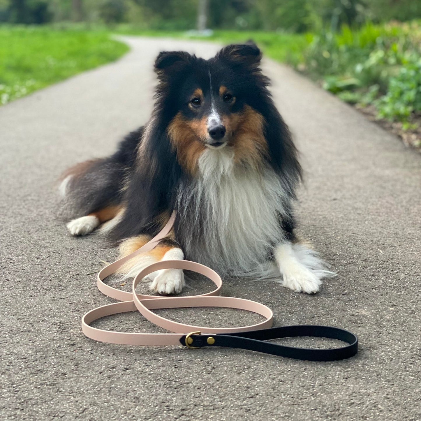 sheltie draagt biothane hondenriem in poeder en zwart