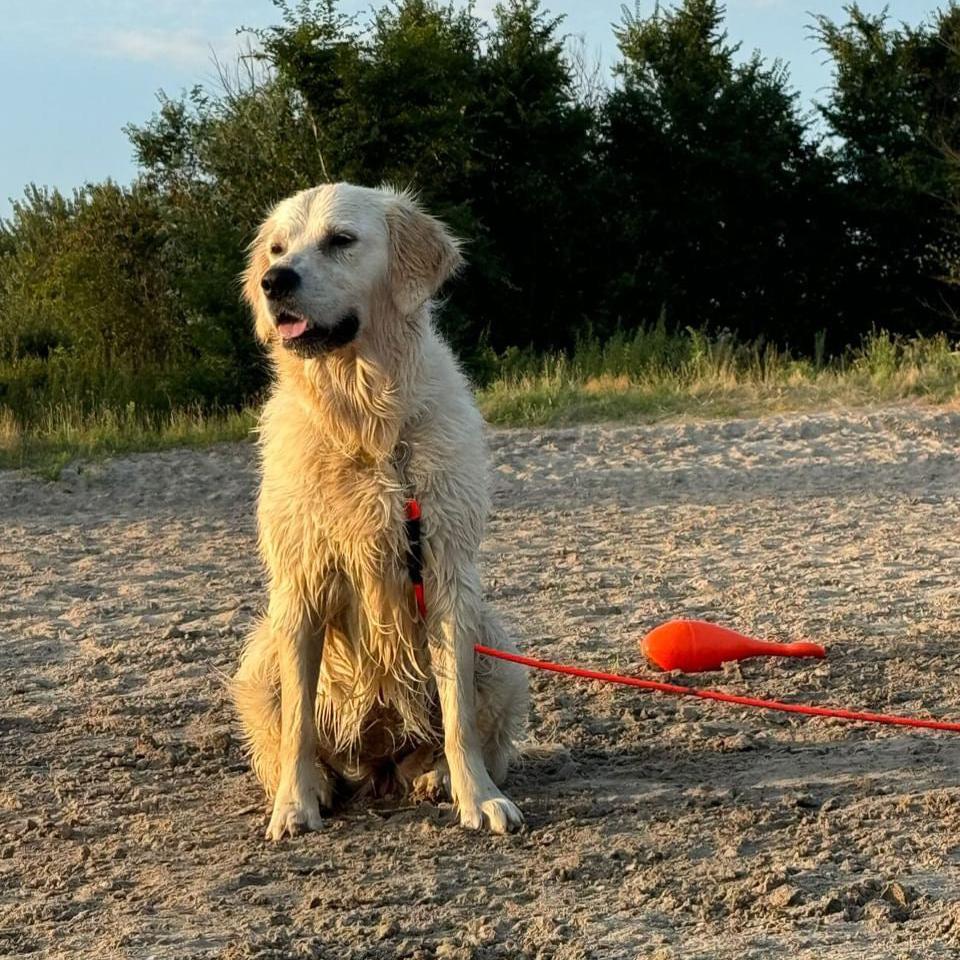 sleeplijn-golden-retriever-biothane