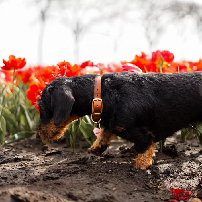 Teckel met luxe leren hondenhalsband in tulpenveld