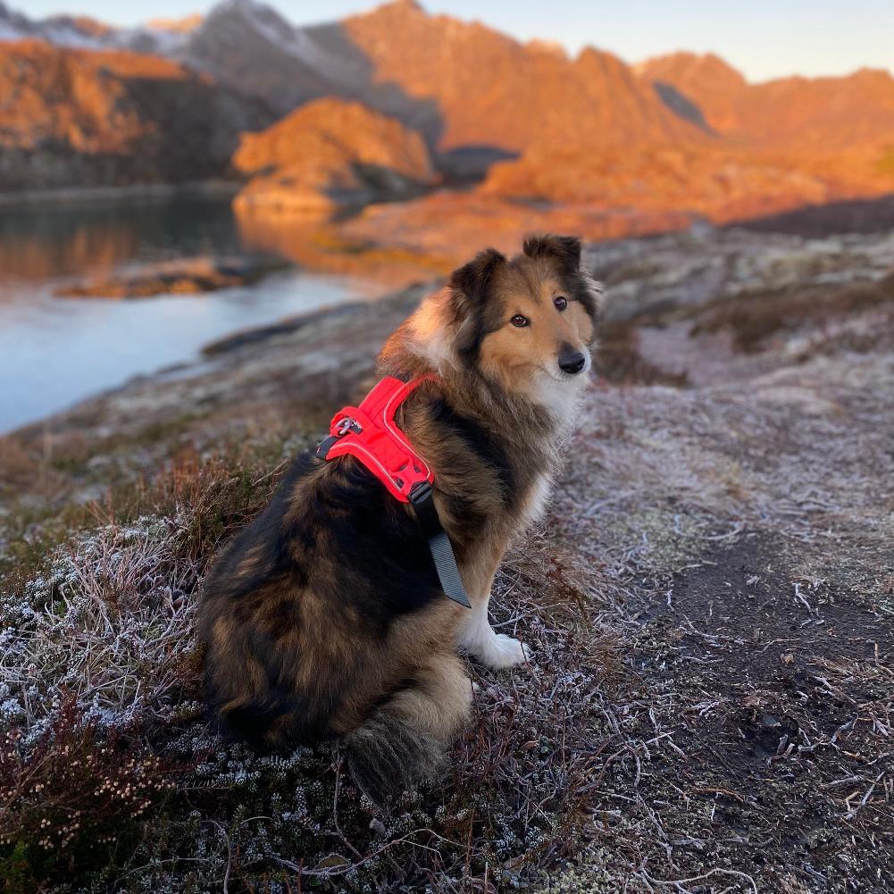 tuigje ramble non stop dogwear sheltie