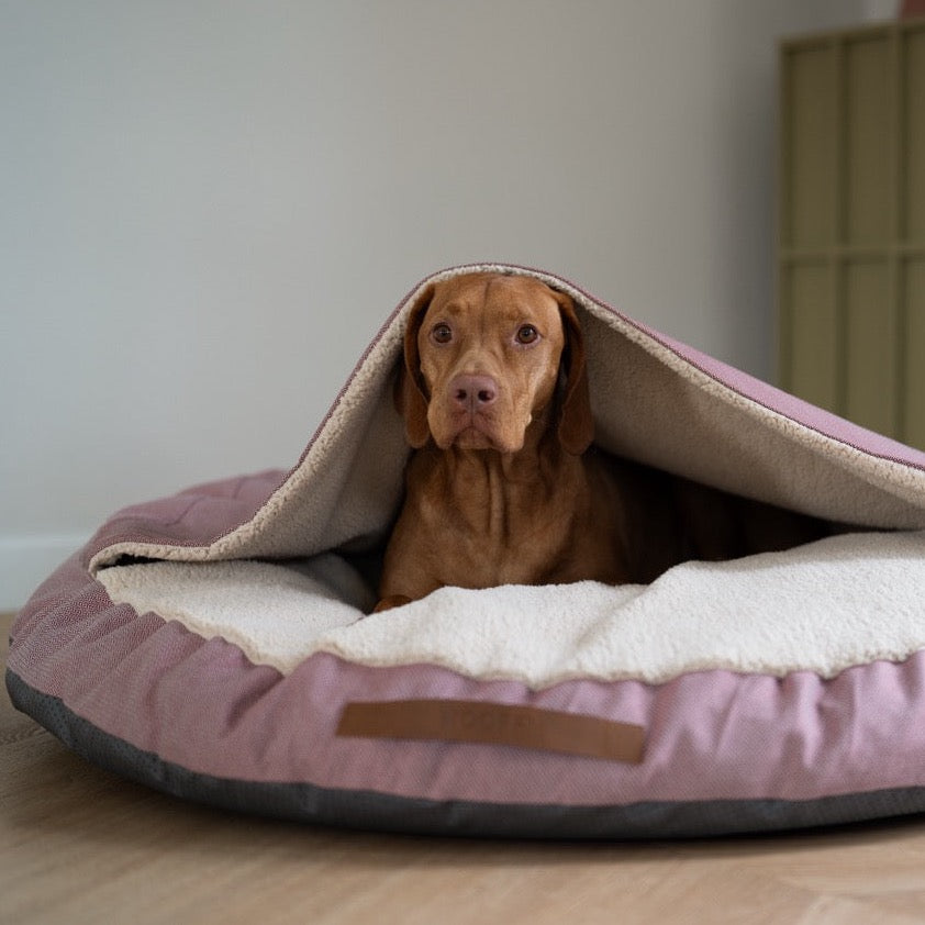 vizsla cave hond