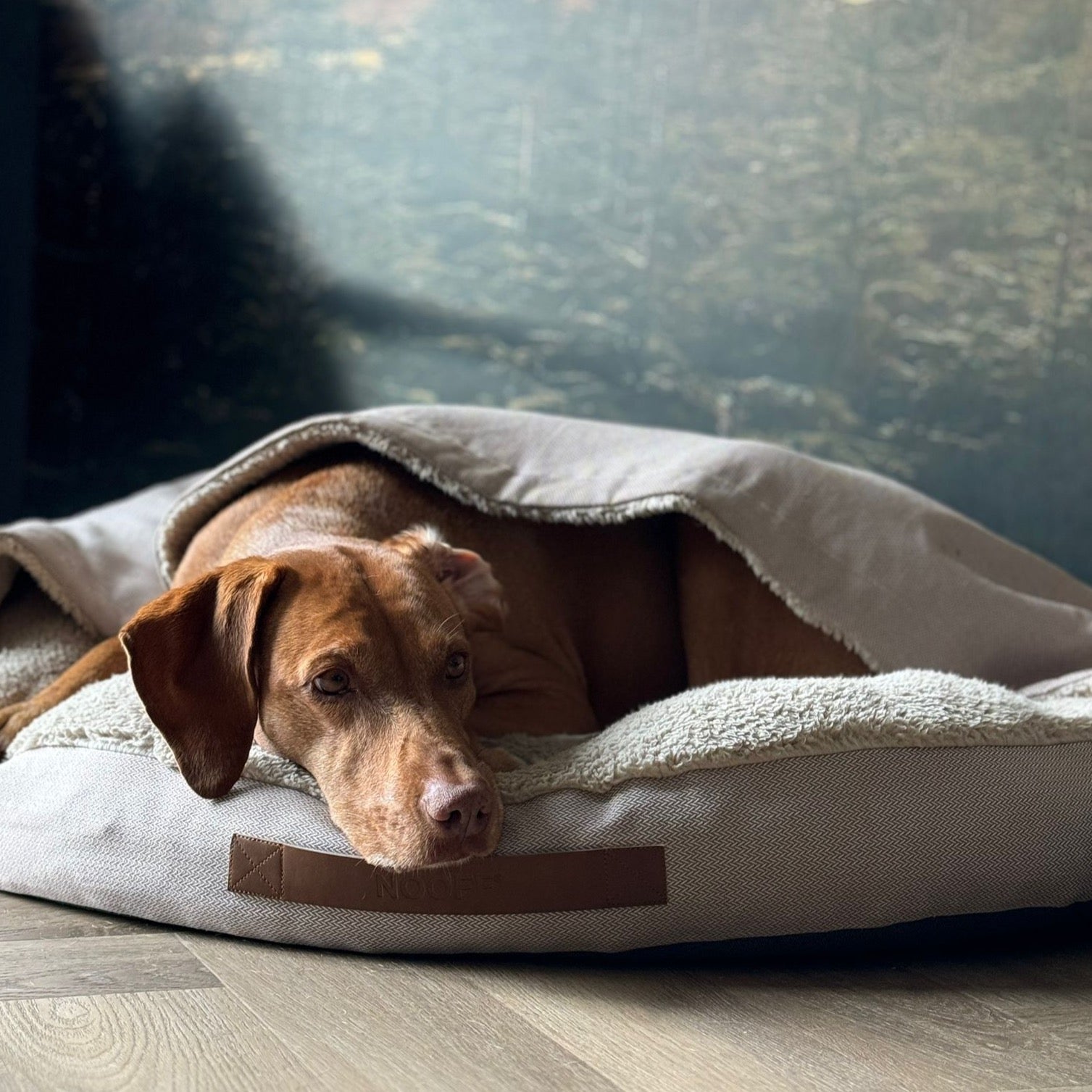 vizsla slaapt in cozy cave