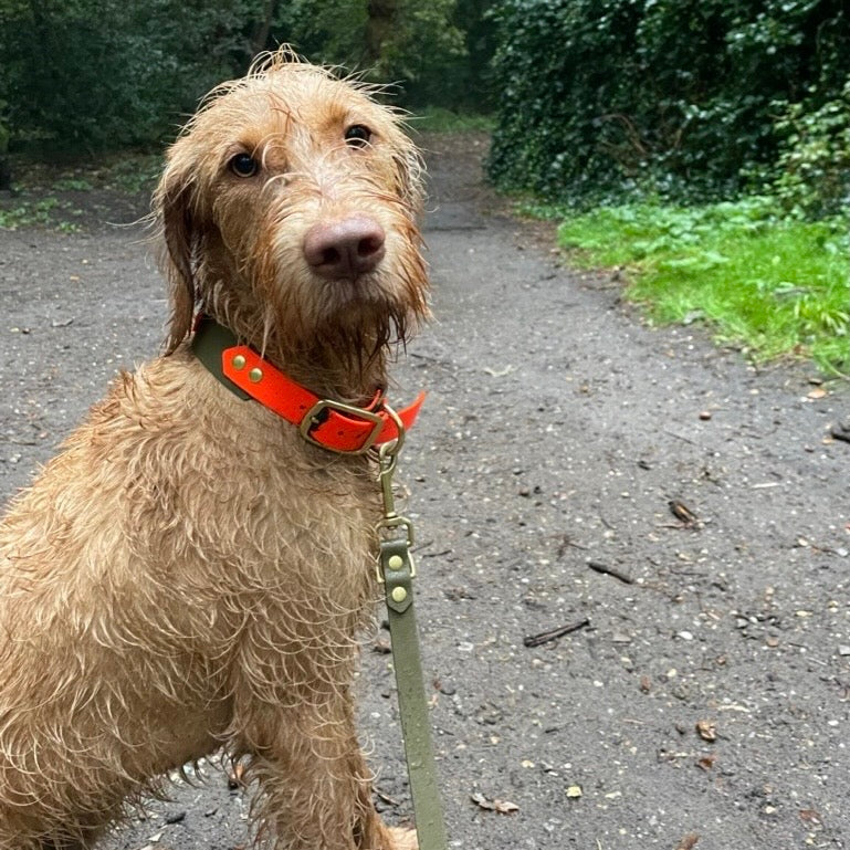 Vizsla met hondenhalsband gemaakt van BioThane in cognac en neon oranje