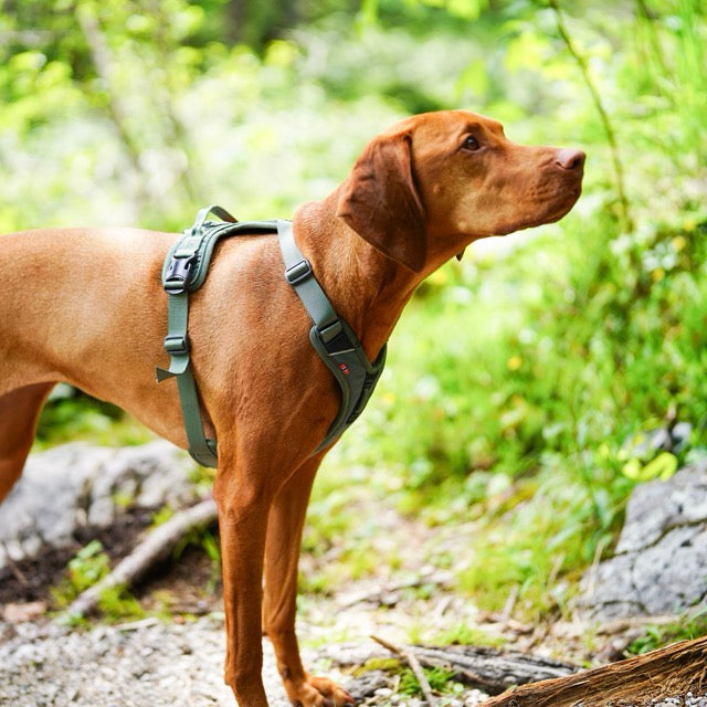 vizsla harnas non stop dogwear