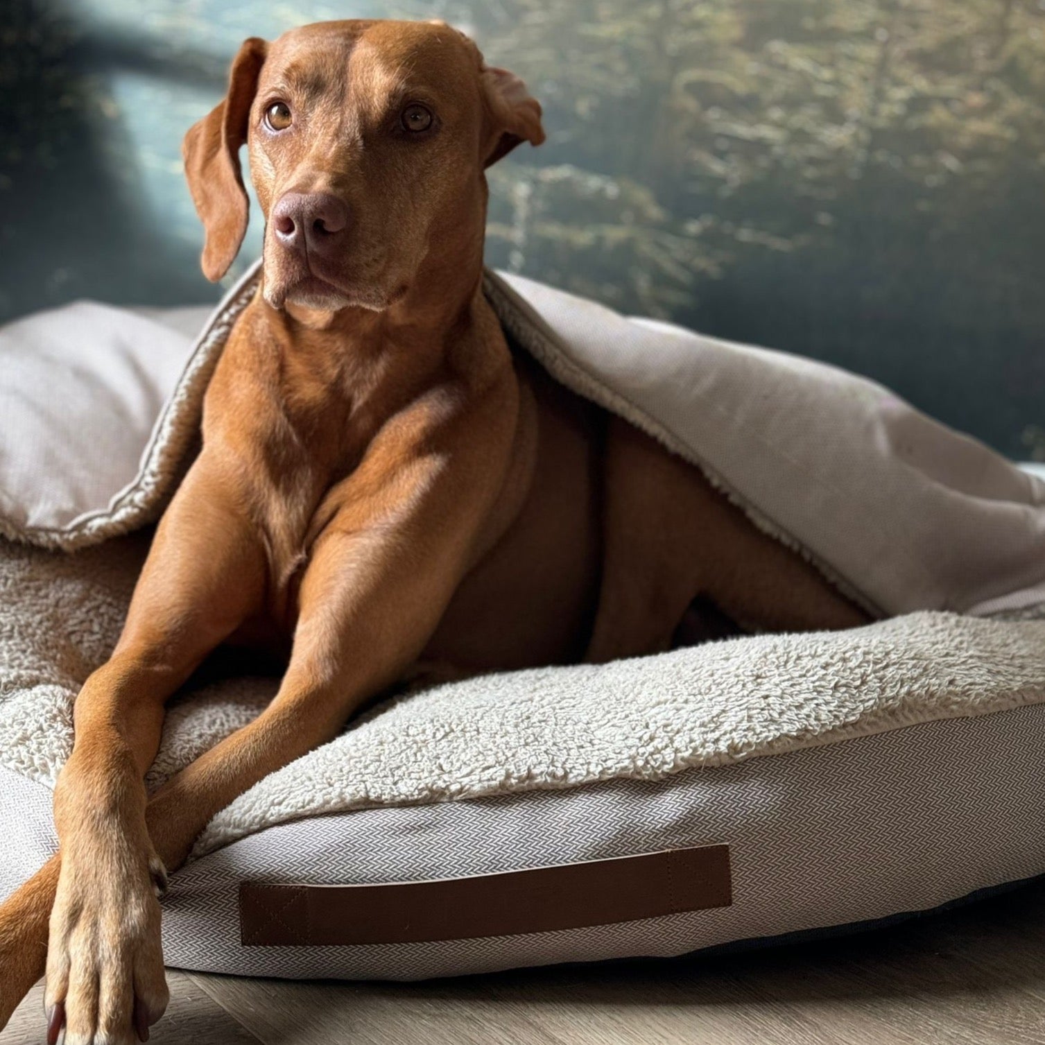 vizsla hondencave beige