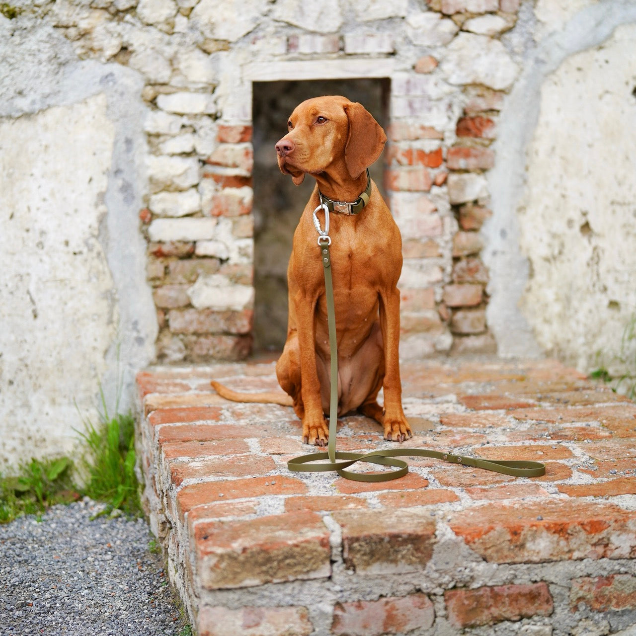 Vizsla hondenriem met karabijnhaak