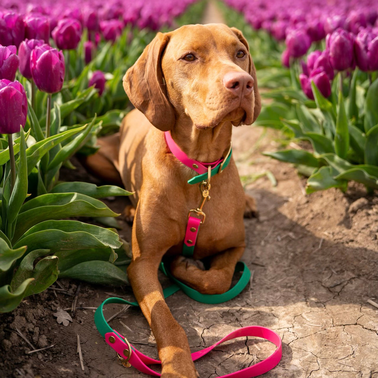 Vizsla draagt hippe hondenhalsband en hondenriem in tulpenveld