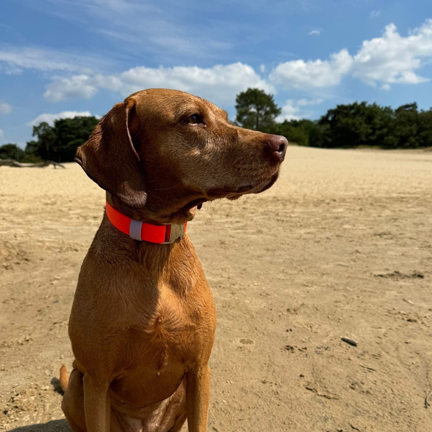 vizsla klikhalsband biothane