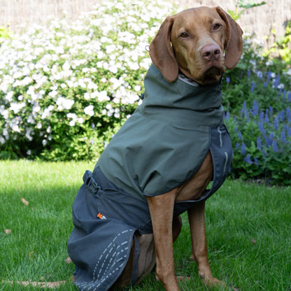 Vizsla draagt Non-stop dogwear regenjas fjord groen en grijs