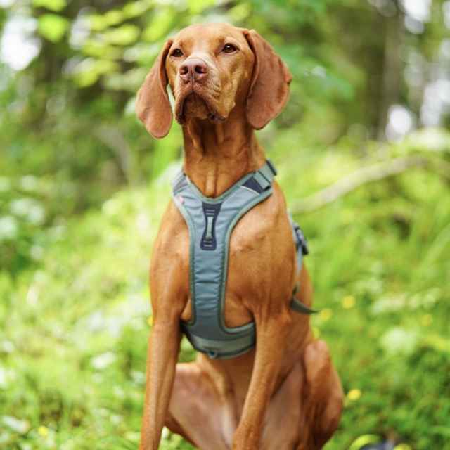 tuigje voor vizsla