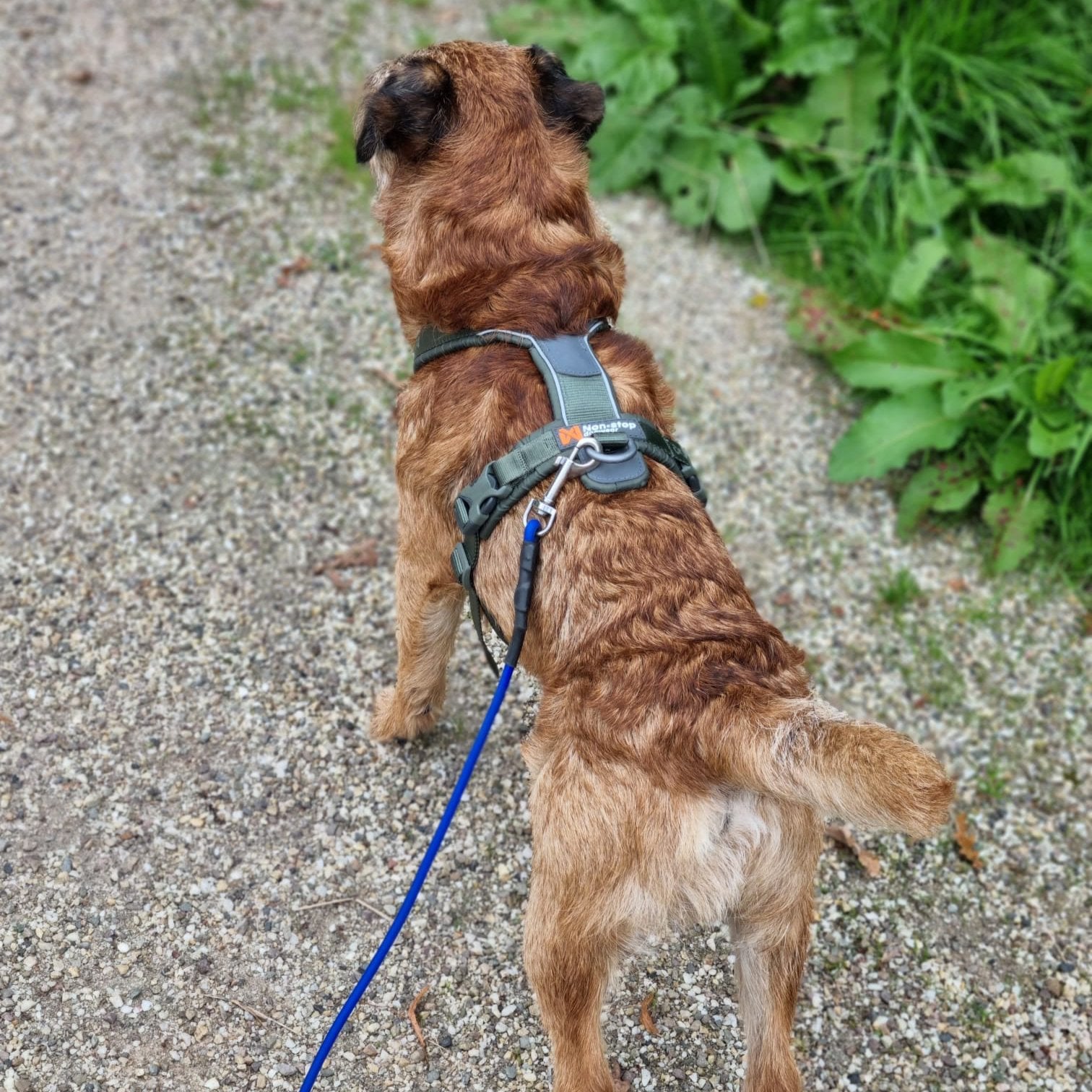 y-tuigje border terrier hond