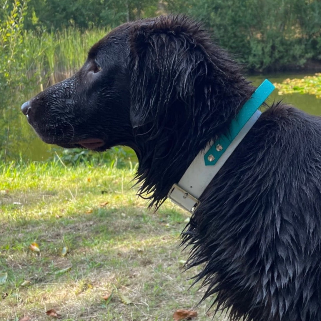 Hond draagt halsband met handvat gemaakt van waterproof BioThane