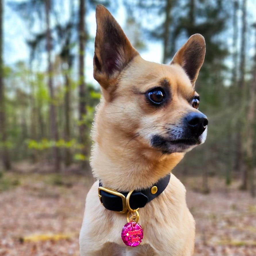 Mix hondje draagt zwarte leren hondenhalsband